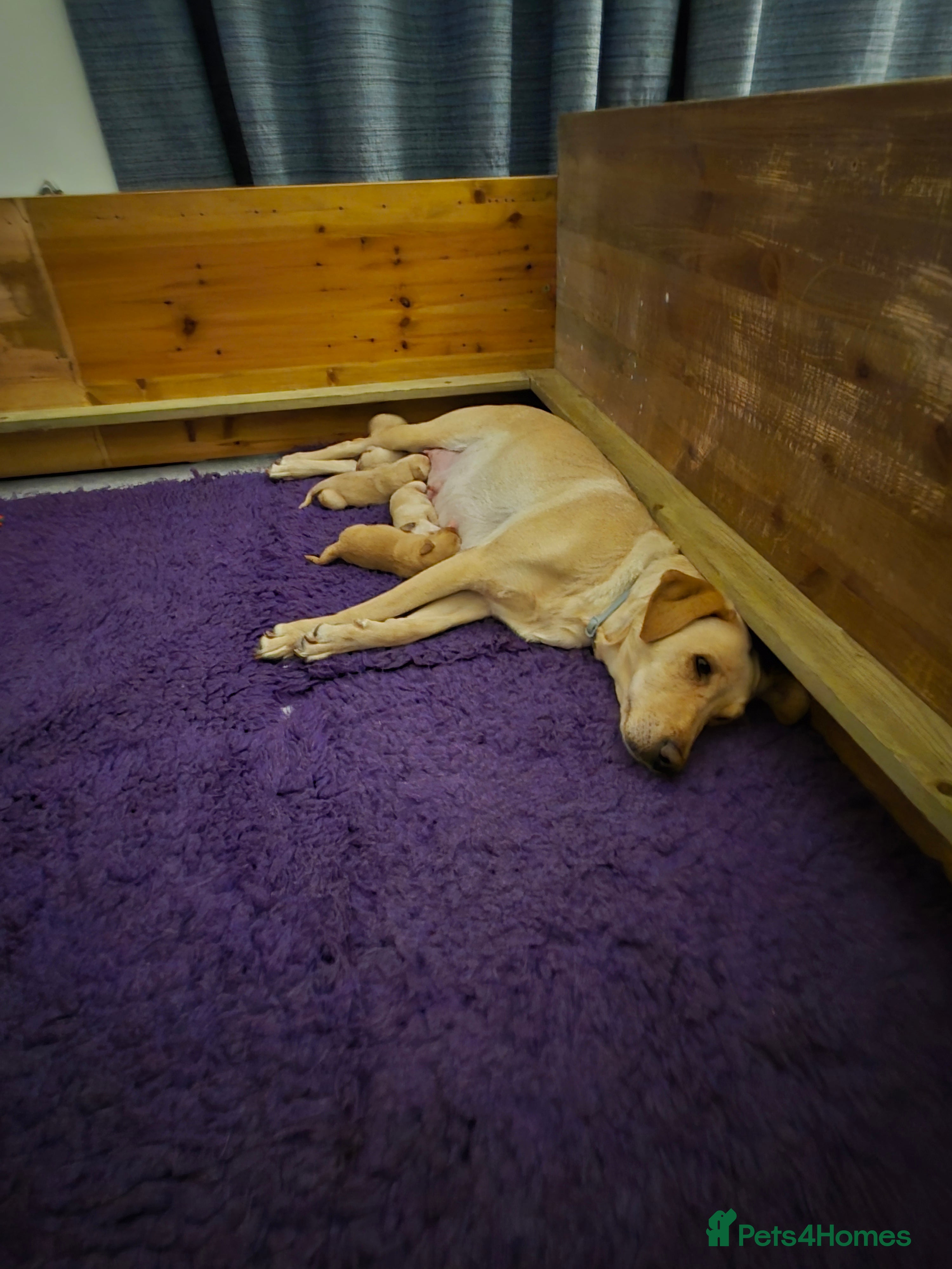 Labrador Retriever dogs Labrador Retriever puppies - Advert 1