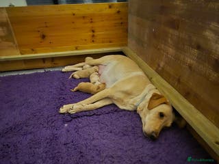 Labrador Retriever dogs Labrador Retriever puppies - Advert 3