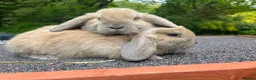 Mini Lop rabbits for sale: Mini Lop Rabbits | Ready Now | Hampshire in Alton - Advert 3