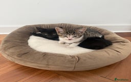 Mixed Breed cats for sale: Two gorgeous girls and full care kit - Image 5