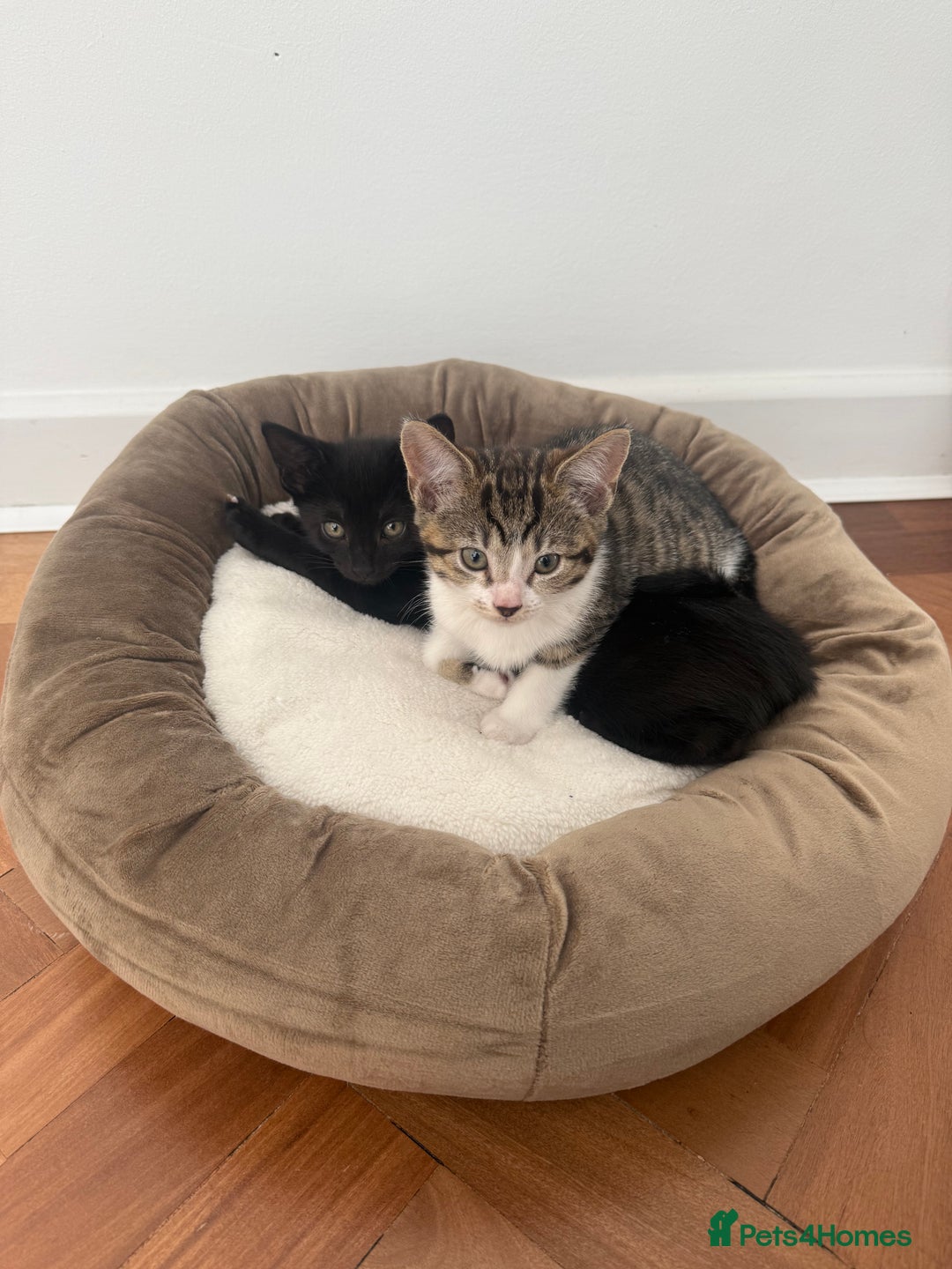 Mixed Breed cats for sale: Two gorgeous girls and full care kit - Image 5