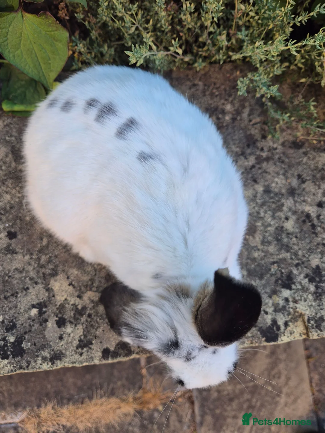 Mini Lop rabbits for sale: Mini Lop Does - Advert 13