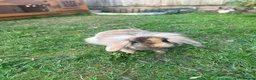 Lionhead rabbits for sale: A female lionhead and male netherland dwarf rabbit - Advert 7