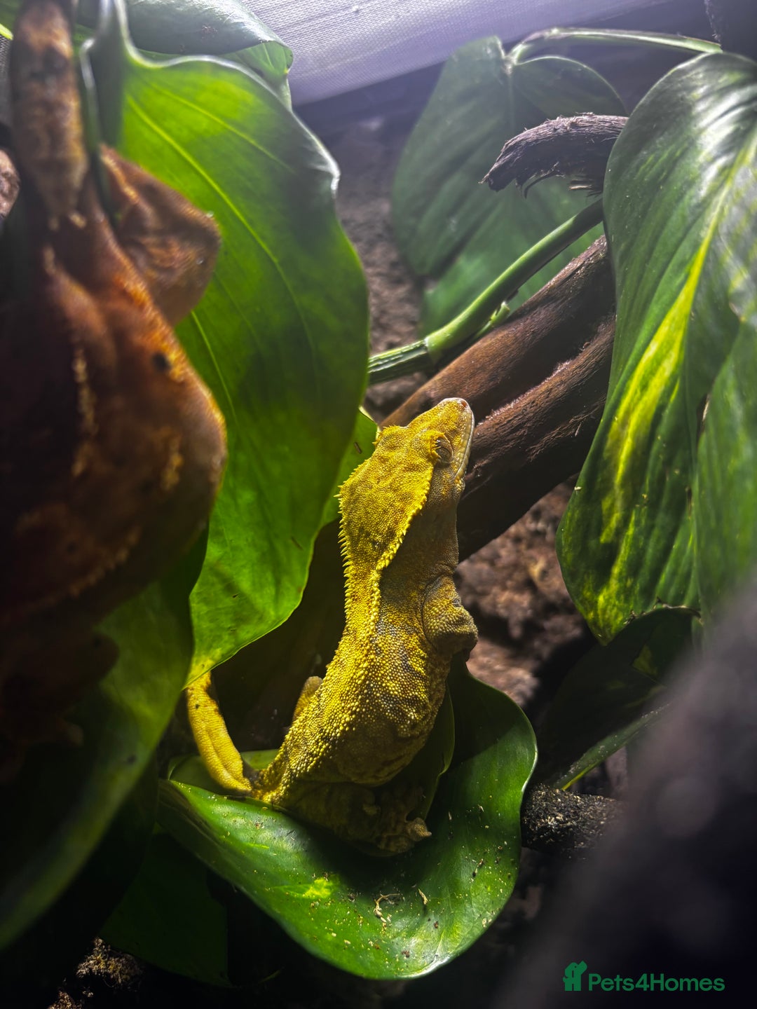 Gecko reptiles for sale: Exo terra 60x45x90 + trio of crested geckos  - Advert 16