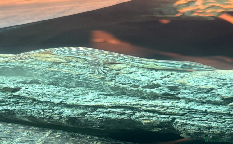 Monitor reptiles - Advert 2