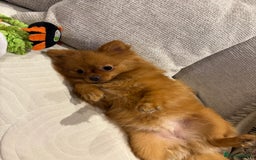Pomeranian dogs for sale: Beautiful 6-Month-Old Pomeranian Girl for Sale  - Image 6