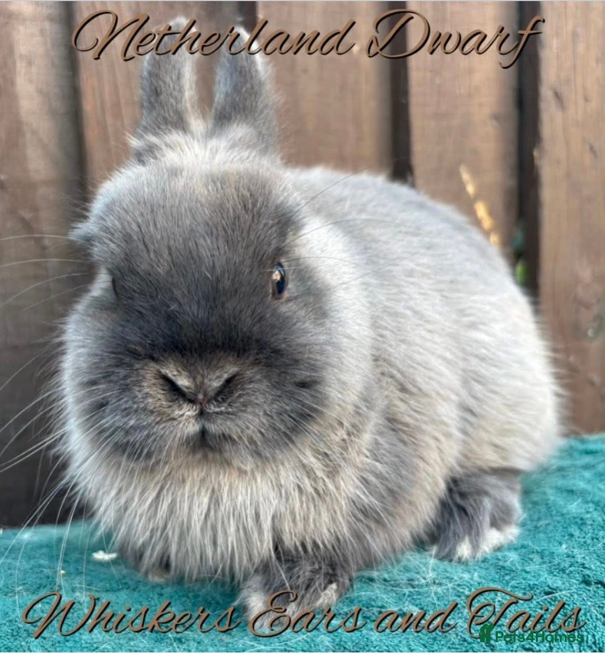 Netherland Dwarf rabbits Pure Bred Netherland Dwarf  - Advert 8