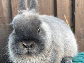 Netherland Dwarf rabbits Pure Bred Netherland Dwarf - Advert 4