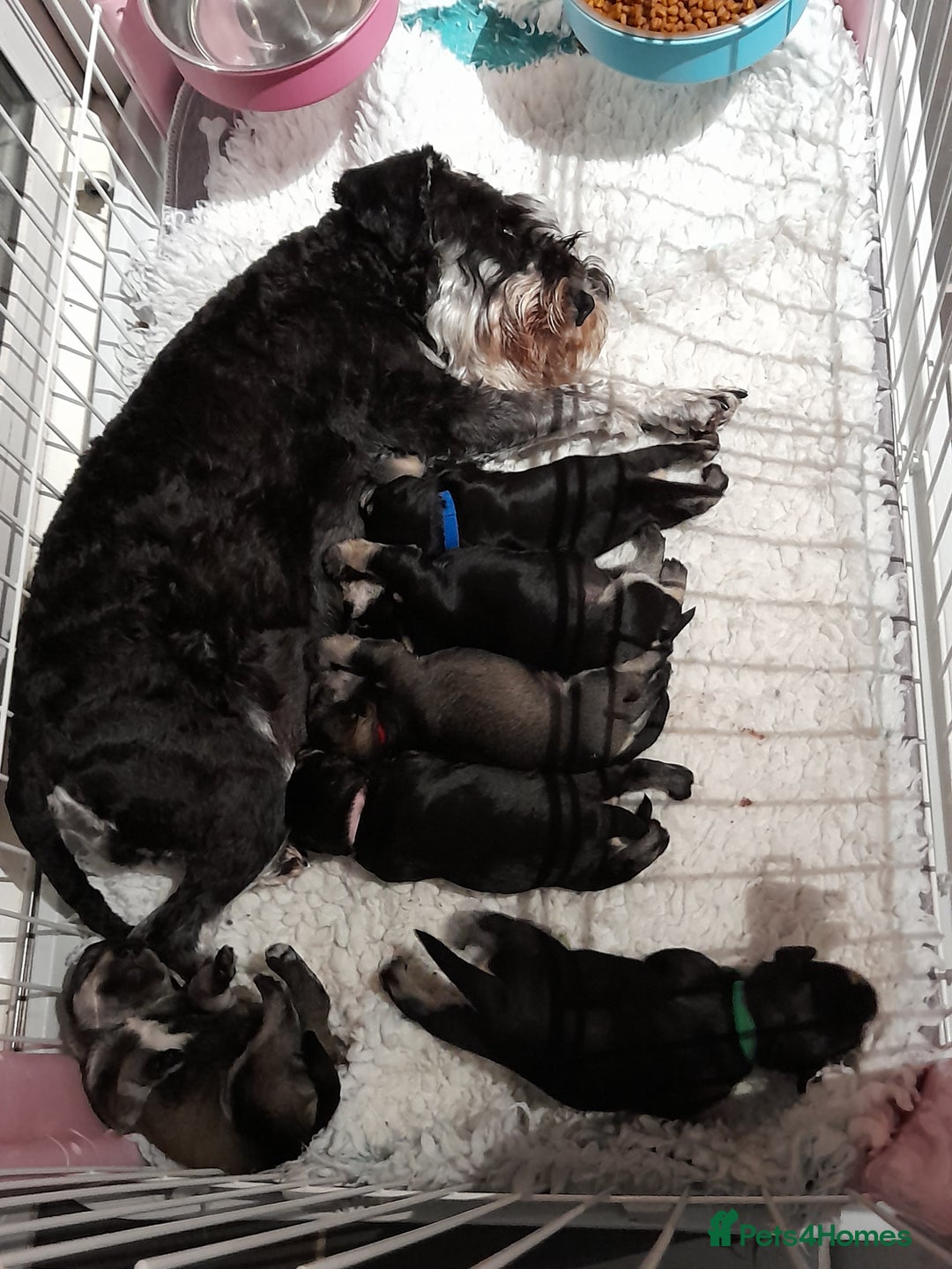 Miniature Schnauzer dogs for sale: Rockybobs Miniature Schnauzers  - Image 11
