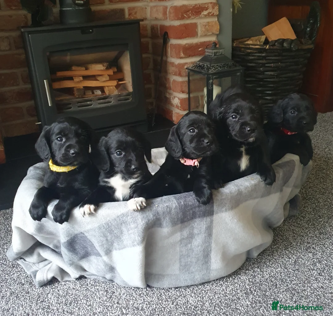 Cockerdor dogs for sale: COCKERDOR  PUPPIES - Advert 6