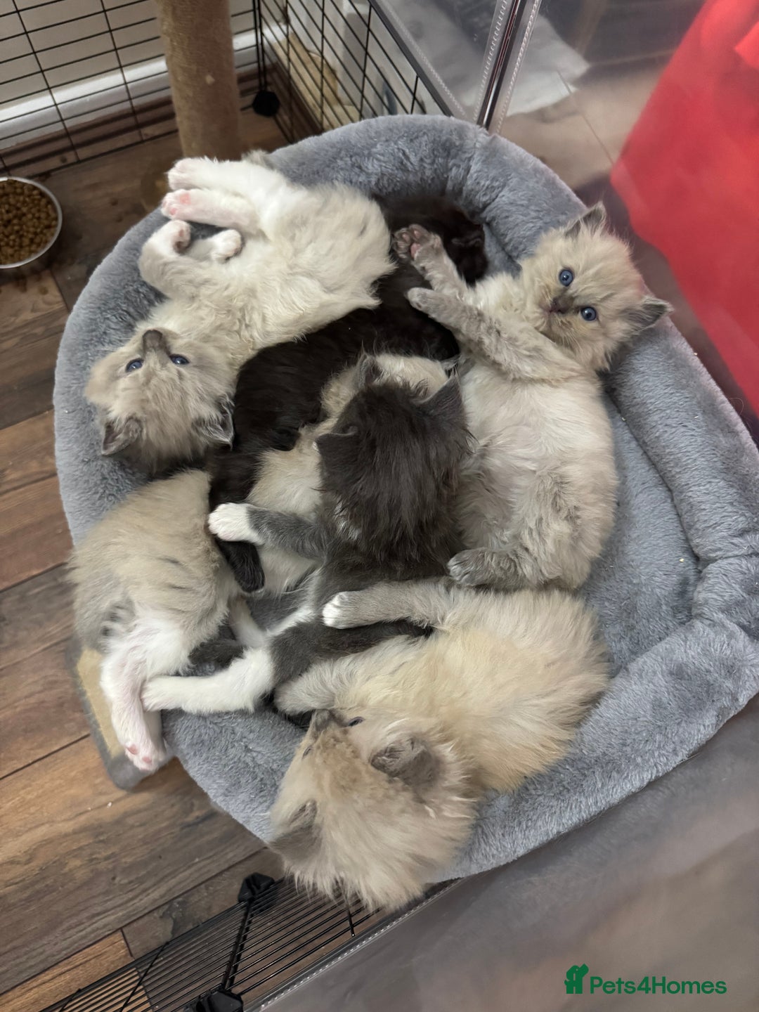 Ragdoll cats for sale: Tica Solid, Blue and Blue Mink Ragdolls - Advert 5