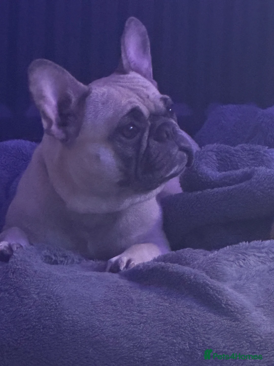 French Bulldog dogs for sale: French bulldog female  - Advert 2