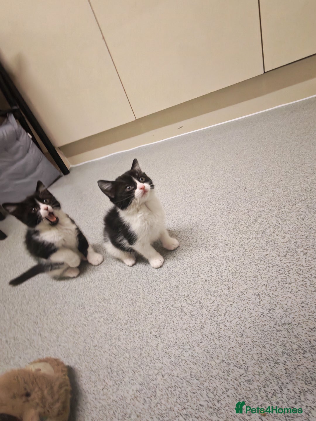 Mixed Breed cats for sale: Beautiful kitten for loving homes - Advert 6