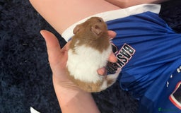 Hamster rodents for sale: Hamster and cage - Image 1