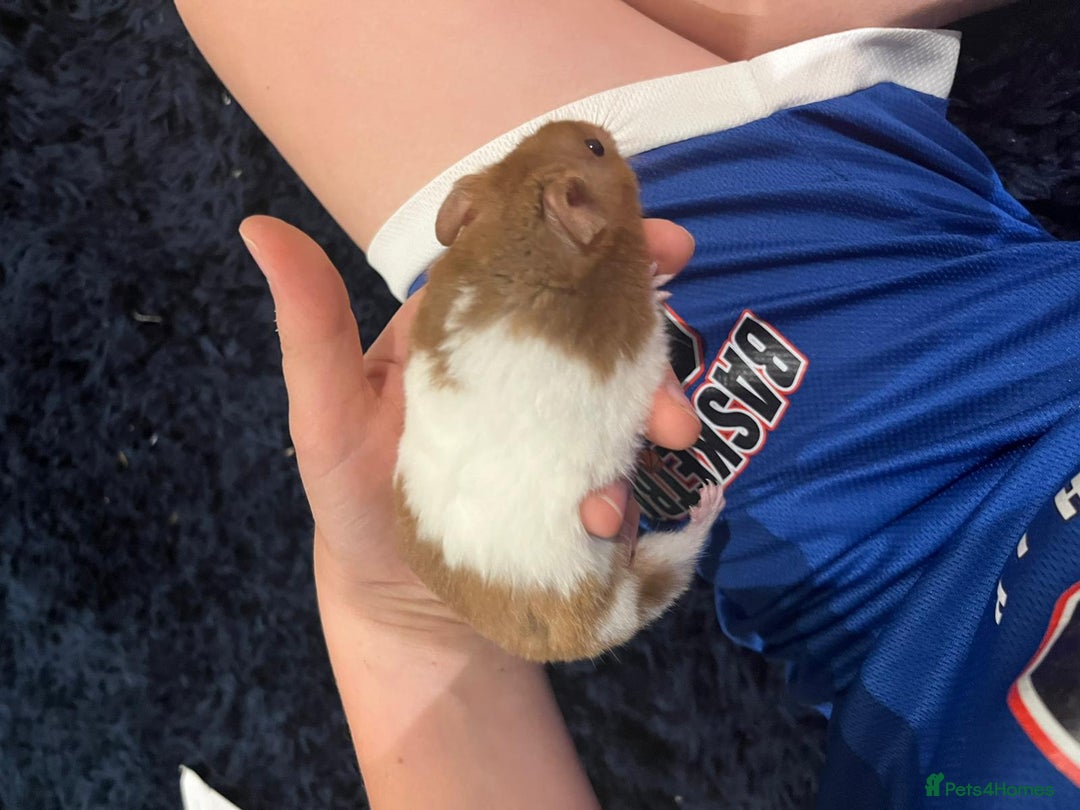 Hamster rodents for sale: Hamster and cage - Image 1