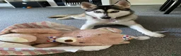 Siberian Husky dogs for sale: Beautiful Blue Eyed Female Husky  - Advert 9