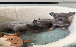 Chihuahua dogs for sale: Best quality Pedigree Puppies KC  - Image 25