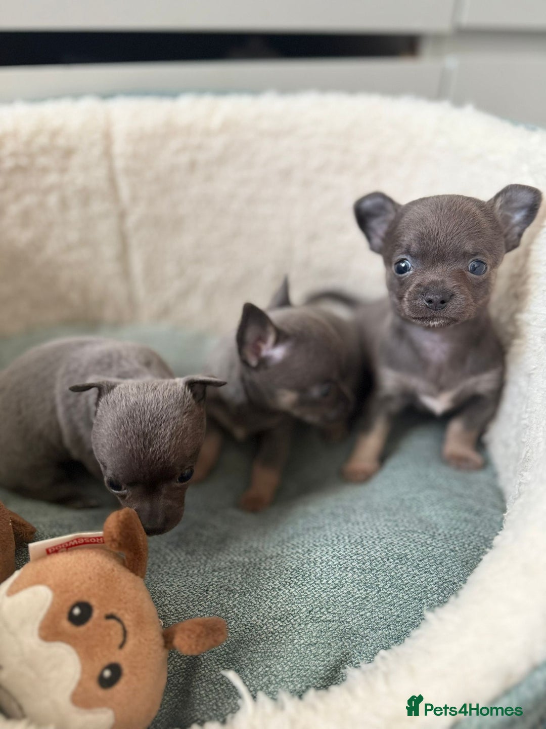 Chihuahua dogs for sale: Best quality Pedigree Puppies KC  - Image 25