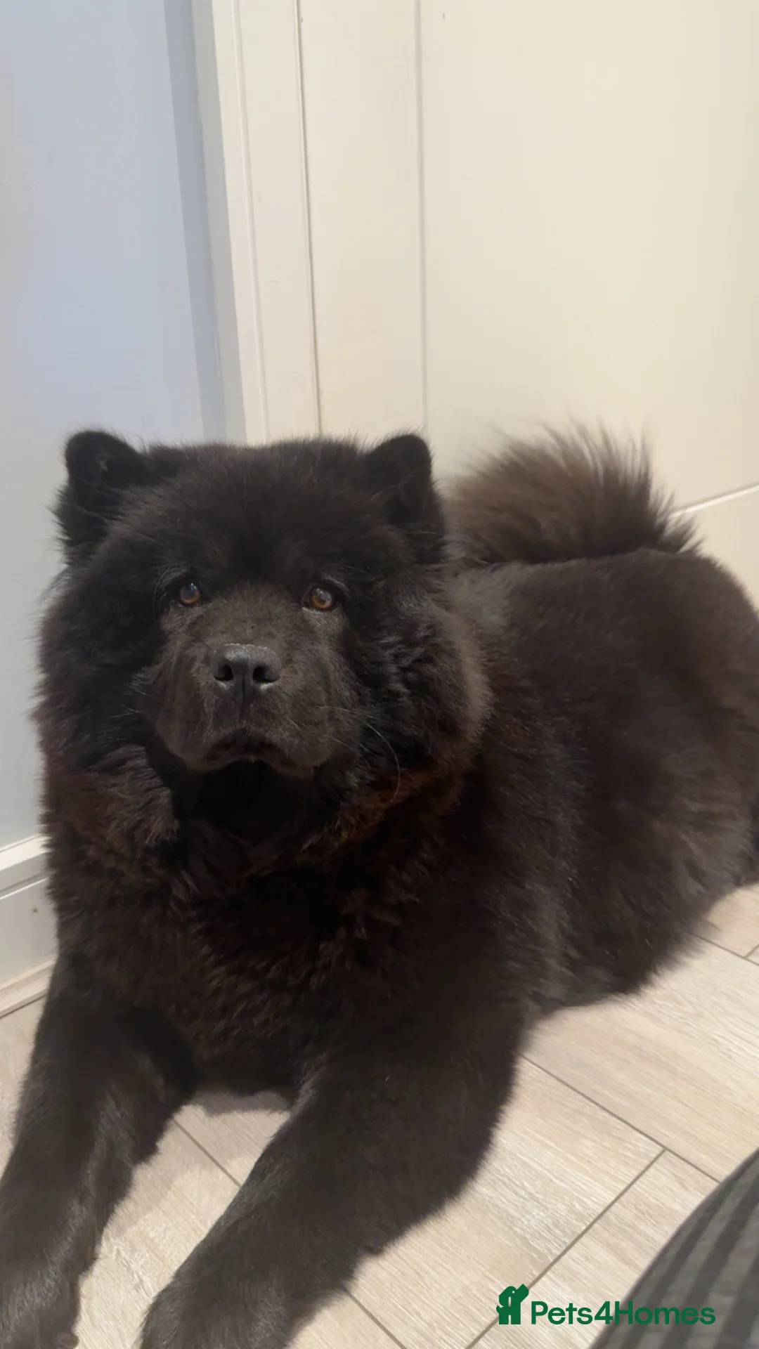 Chow Chow dogs for sale: Chow Chow Puppies Litter🐻 - Advert 1