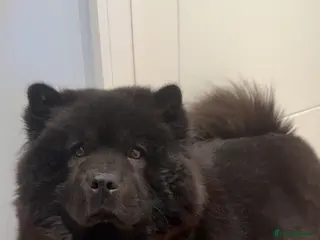 Chow Chow dogs Chow Chow Puppies Litter🐻 - Advert 6