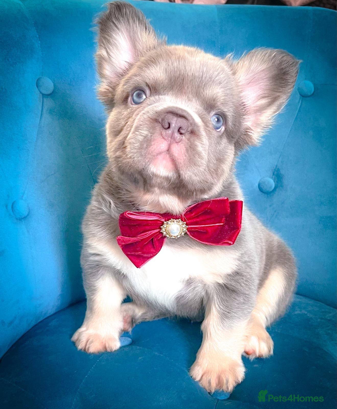 French Bulldog dogs 💎Beautiful Fluffy BOYS💎 - Advert 10