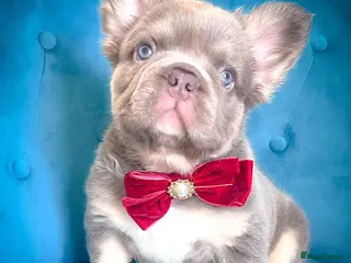 French Bulldog dogs 💎Beautiful Fluffy BOYS💎 - Advert 10