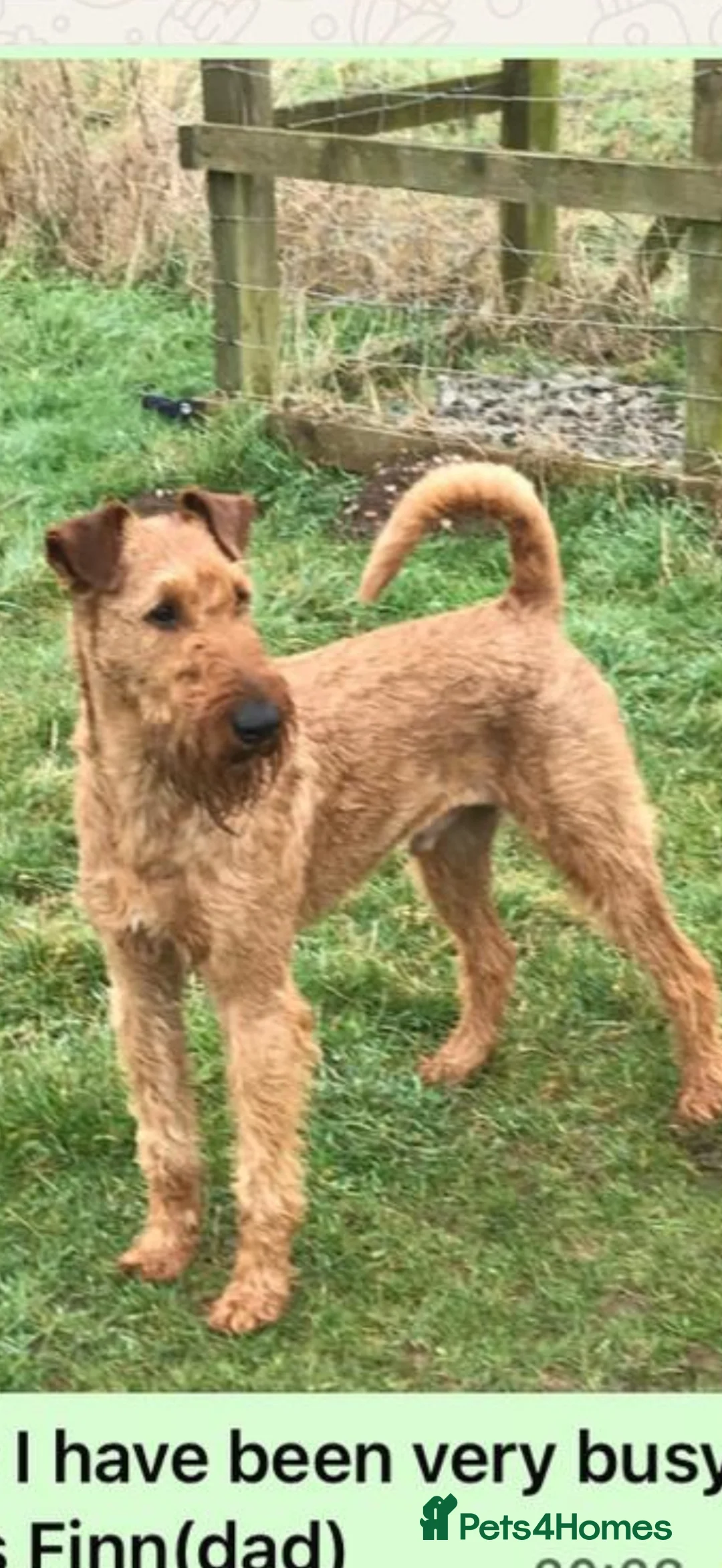 Irish Terrier dogs for sale: ⭐️kc reg Irish terrier pups ⭐️ - Advert 8