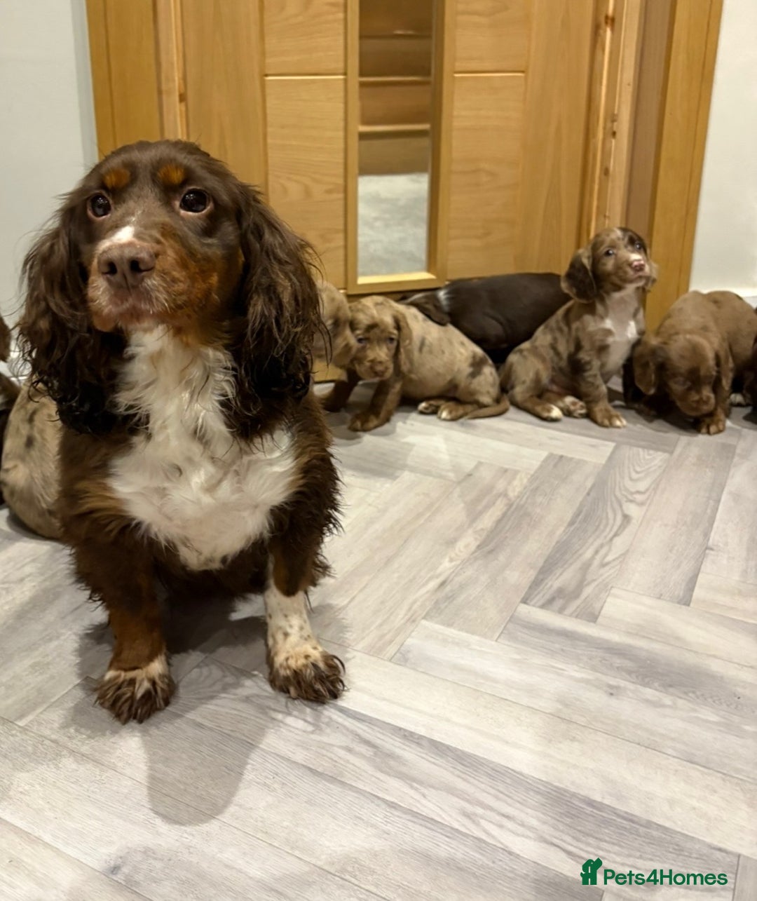 Cocker Spaniel dogs for sale: 🐶 KC Registered Cocker Spaniel Pups 🐶  - Advert 3