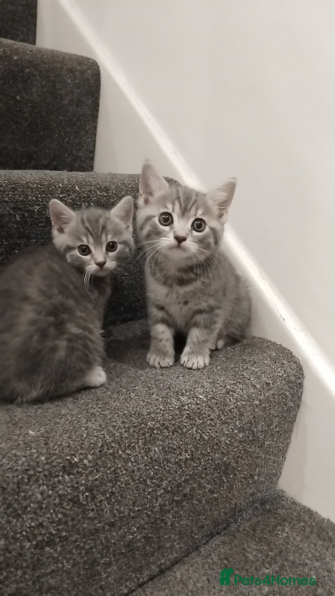 British Shorthair cats for sale: BSH cross kittens - Advert 13