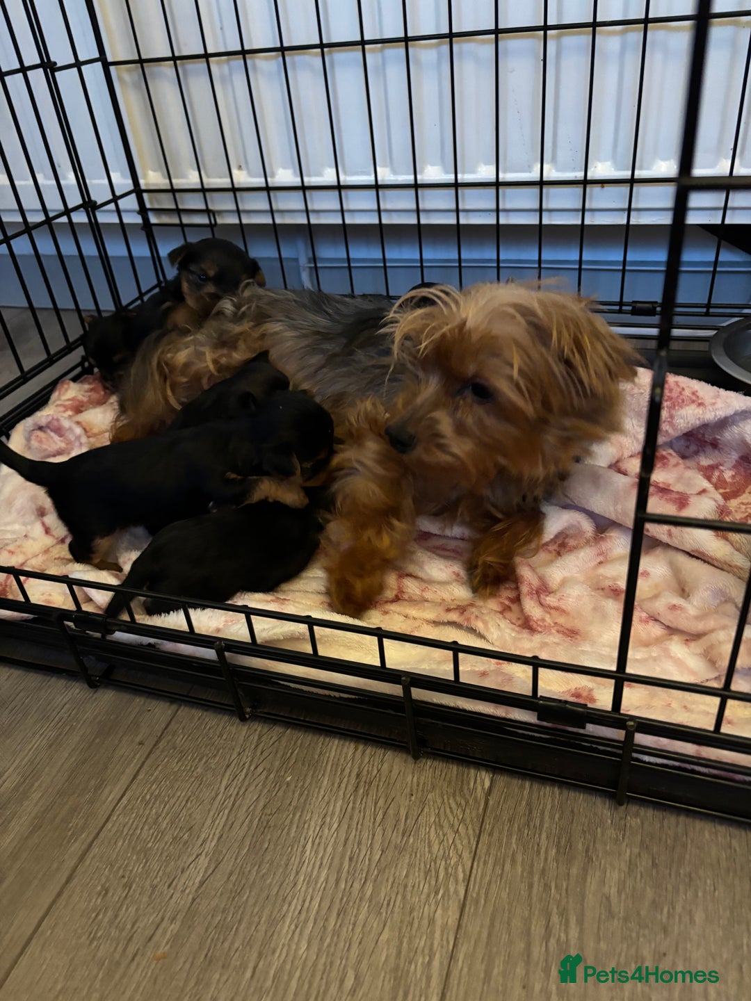 Yorkshire Terrier dogs for sale: Miniature Yorkshire terrier  - Advert 9