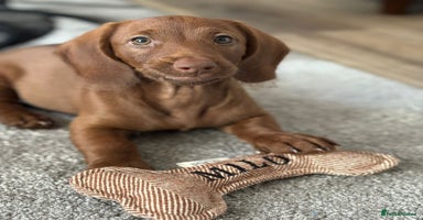 Mixed Breed dogs - Advert 8