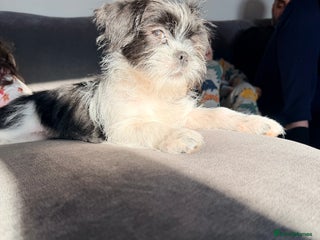 Zuchon dogs Shihzu x Bichion x Westie - Advert 3