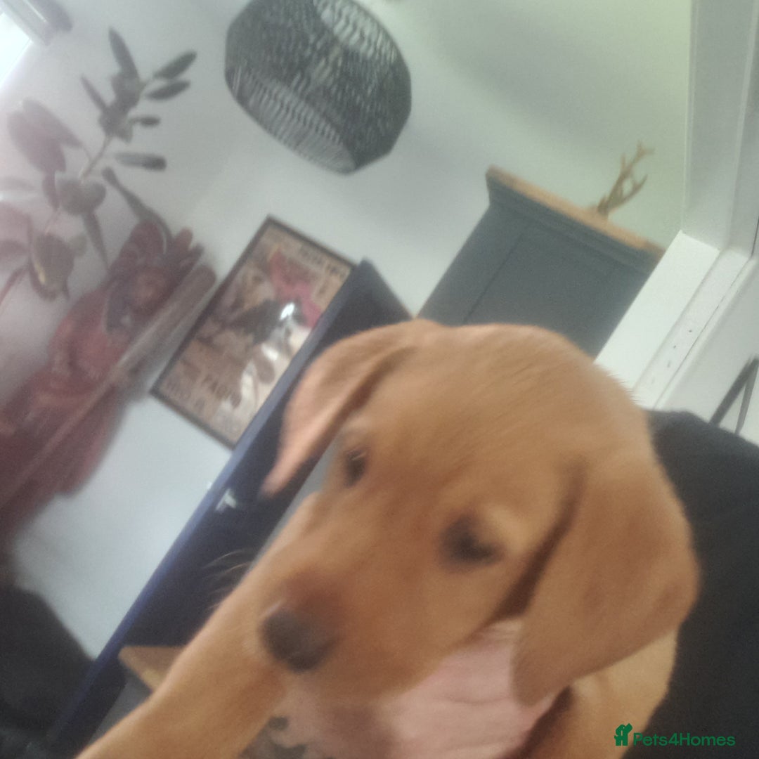 Golden Retriever dogs for sale: Red fox labrador puppy's  - Image 8