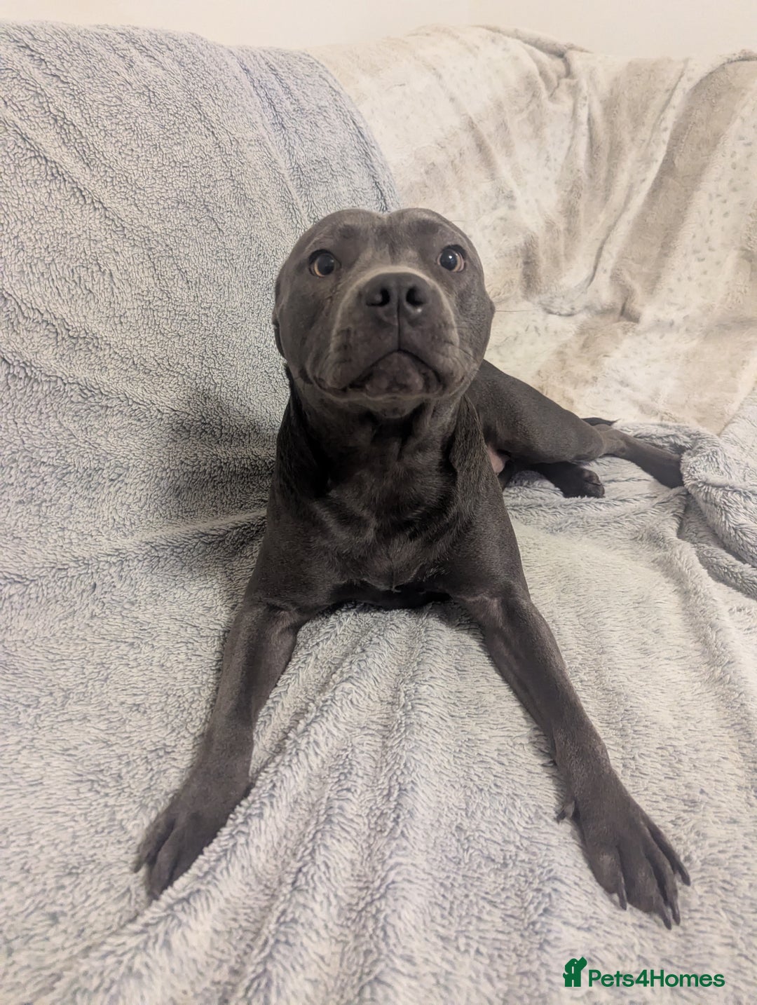Staffordshire Bull Terrier dogs for sale: Blue female staff for sale  - Image 35