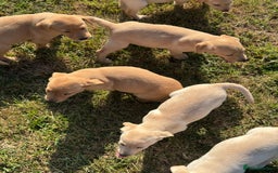Labrador Retriever dogs for sale: Lovely KC Registered Labrador Puppies - Image 4