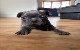 French Bulldog dogs for sale: 1 KC REG BOY LEFT 🩵🩵🩵 READY TO GO 🩵 in Basildon - Image 8