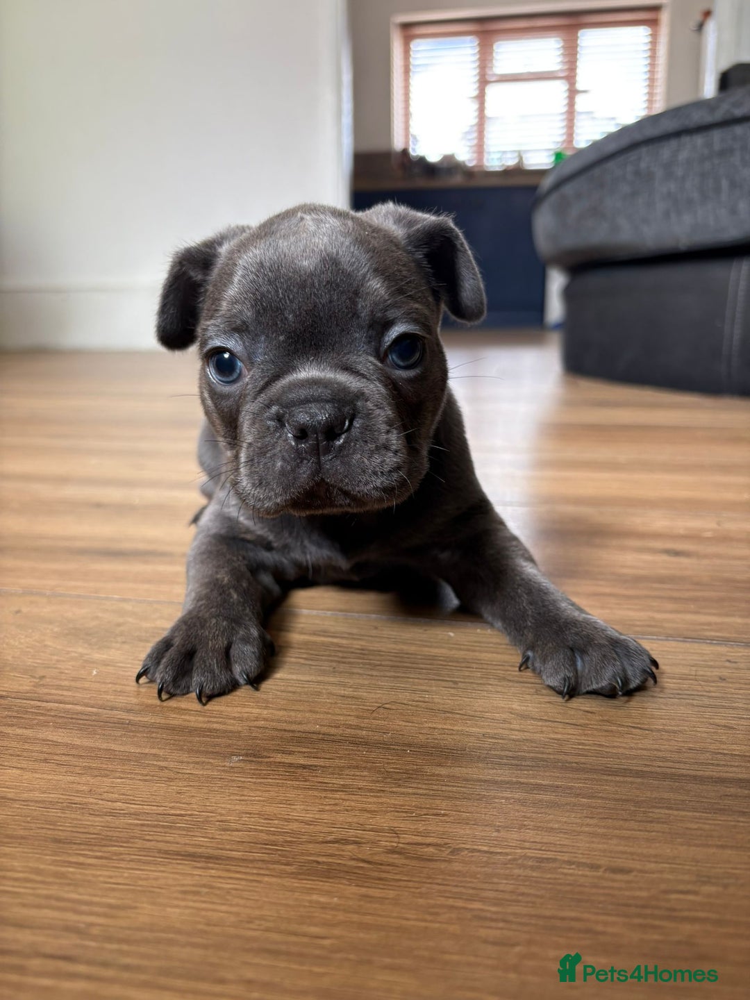 French Bulldog dogs for sale: 1 KC REG BOY LEFT 🩵🩵🩵 READY TO GO 🩵 in Basildon - Image 8