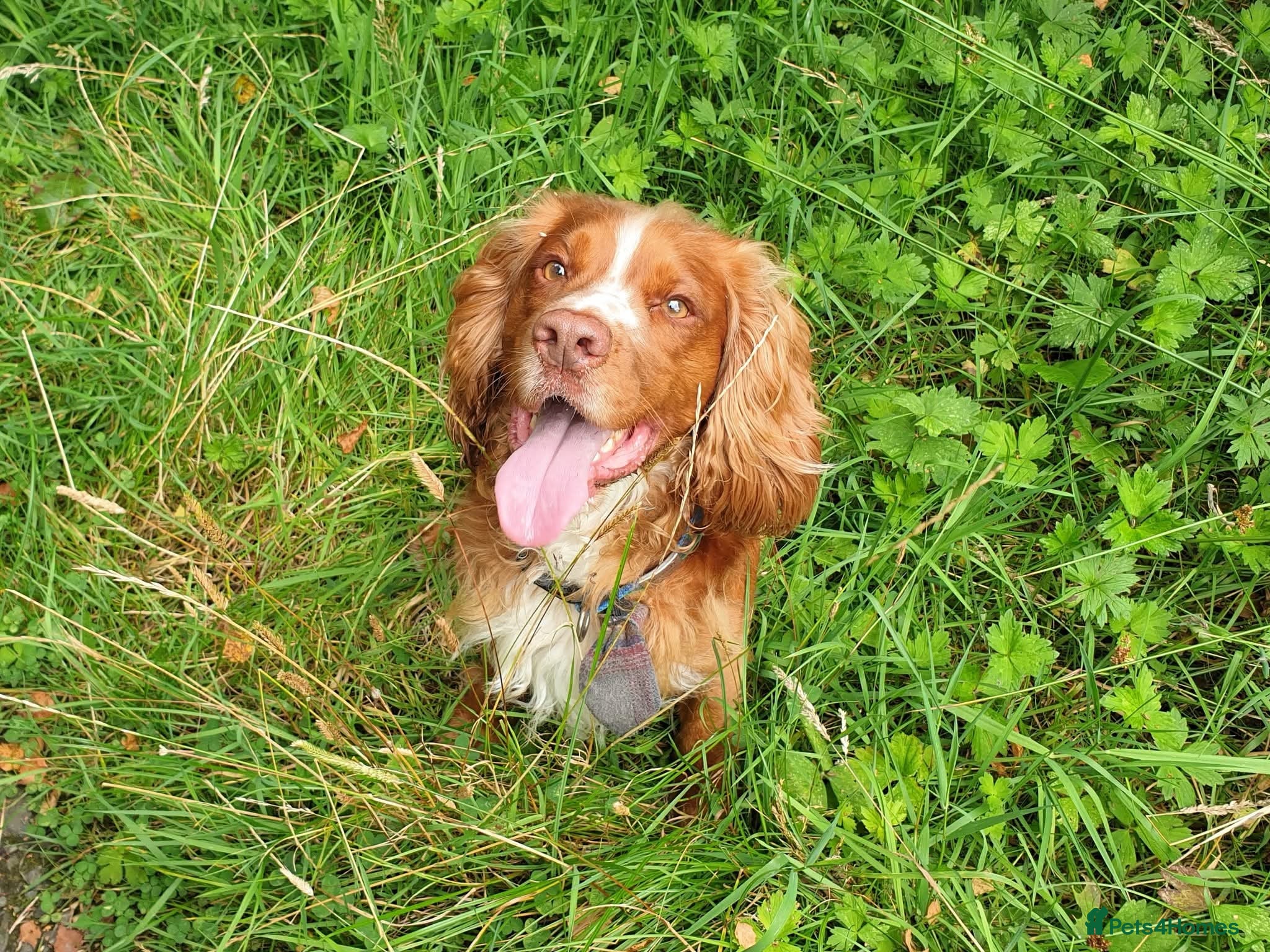 Cocker Spaniel dogs Red fox cocker  - Advert 15