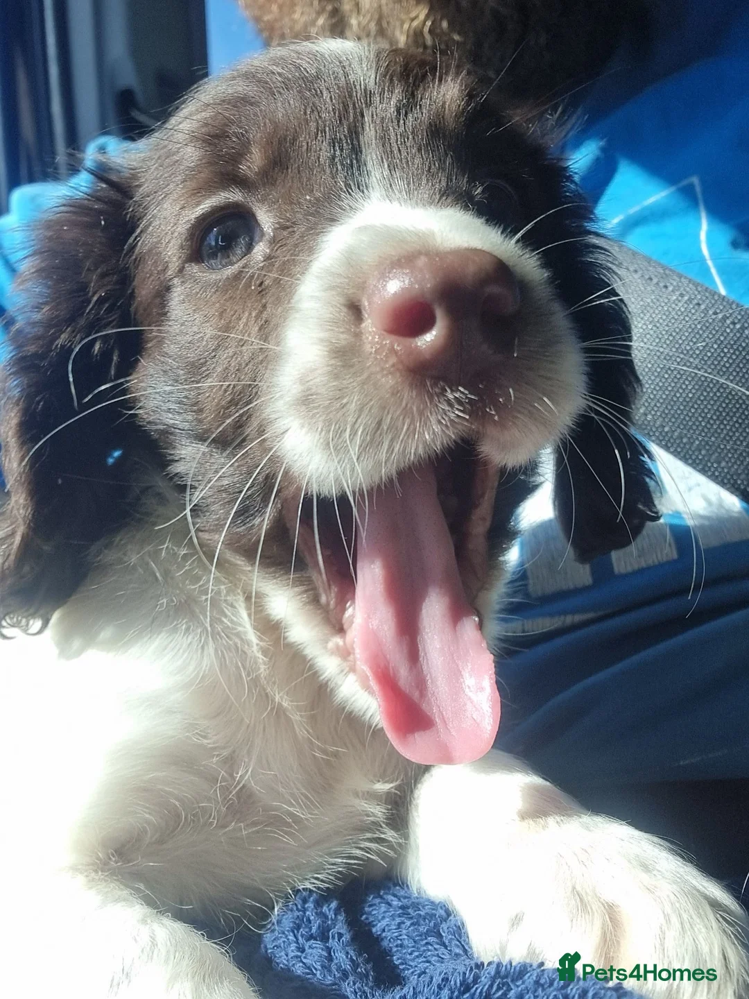 English Springer Spaniel dogs for sale: Liver and white springer spaniel - Advert 2