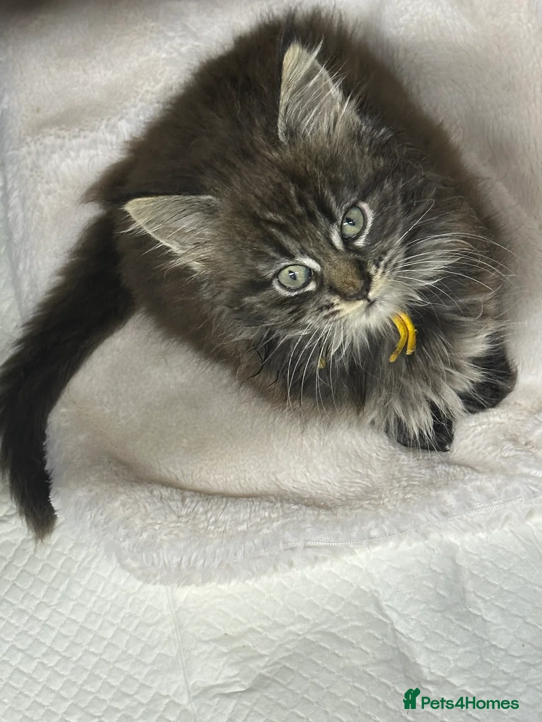 Maine Coon cats for sale: Mainecoons  - Advert 4