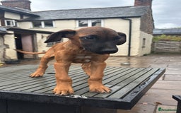 Rhodesian Ridgeback dogs for sale: Kc registered Rhodesian Ridgebacks puppies - Image 14