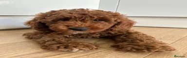 Cockapoo 1