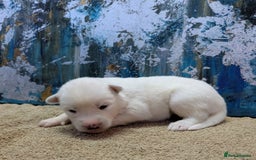 Siberian Husky dogs for sale: Beautiful pure Siberian Husky - Image 5