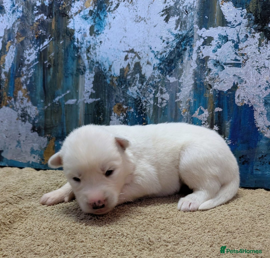 Siberian Husky dogs for sale: Beautiful pure Siberian Husky - Image 5