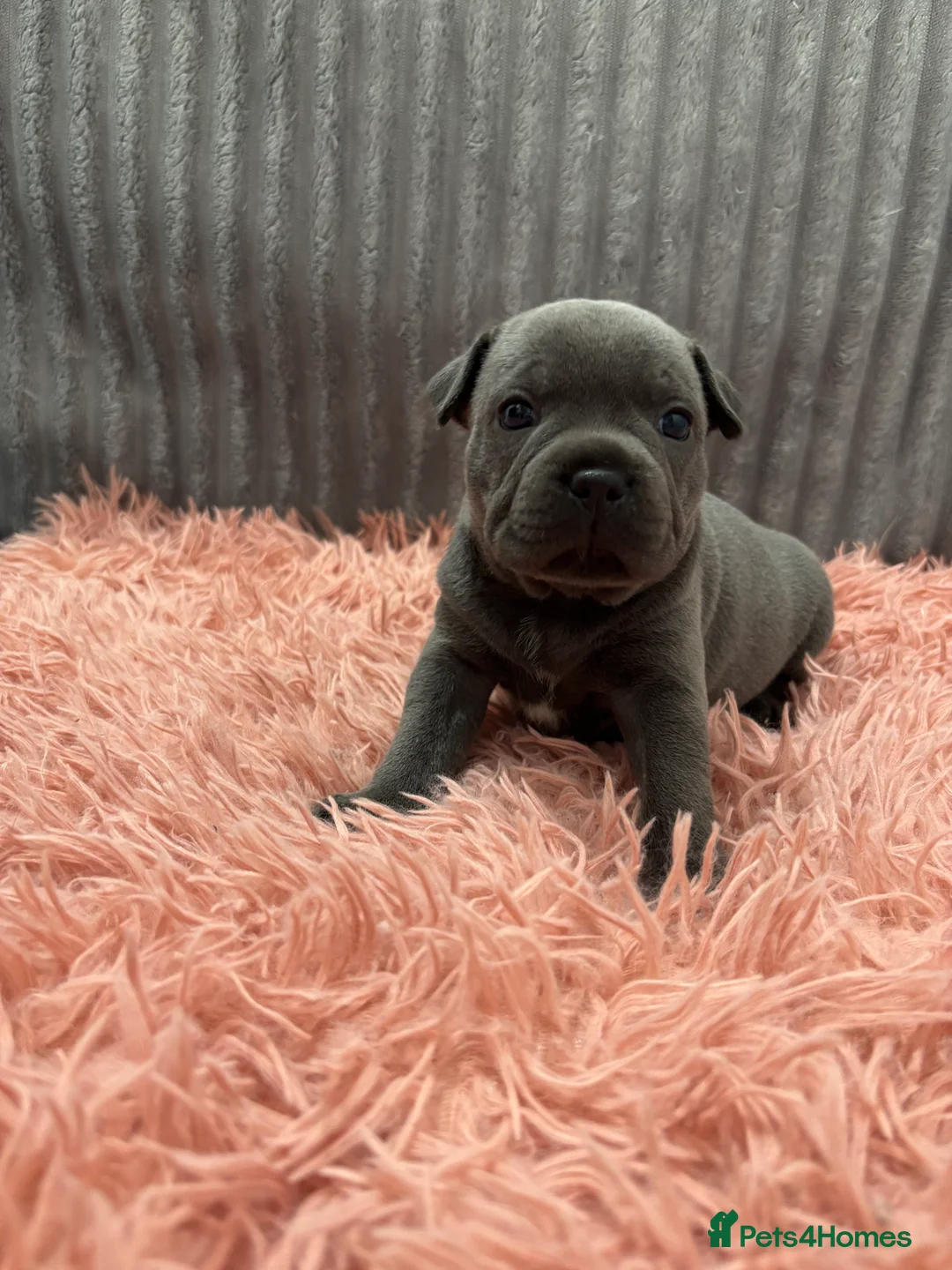 Staffordshire Bull Terrier dogs for sale: TRUE TO TYPE BLUE STAFFORDSHIRE BULL TERRIER PUPS - Advert 1