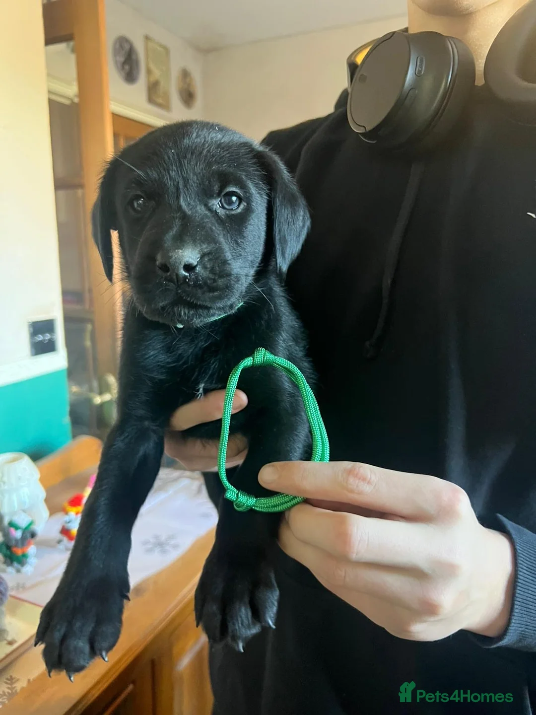 Mixed Breed dogs for sale: Labrador retriever cross - Advert 21