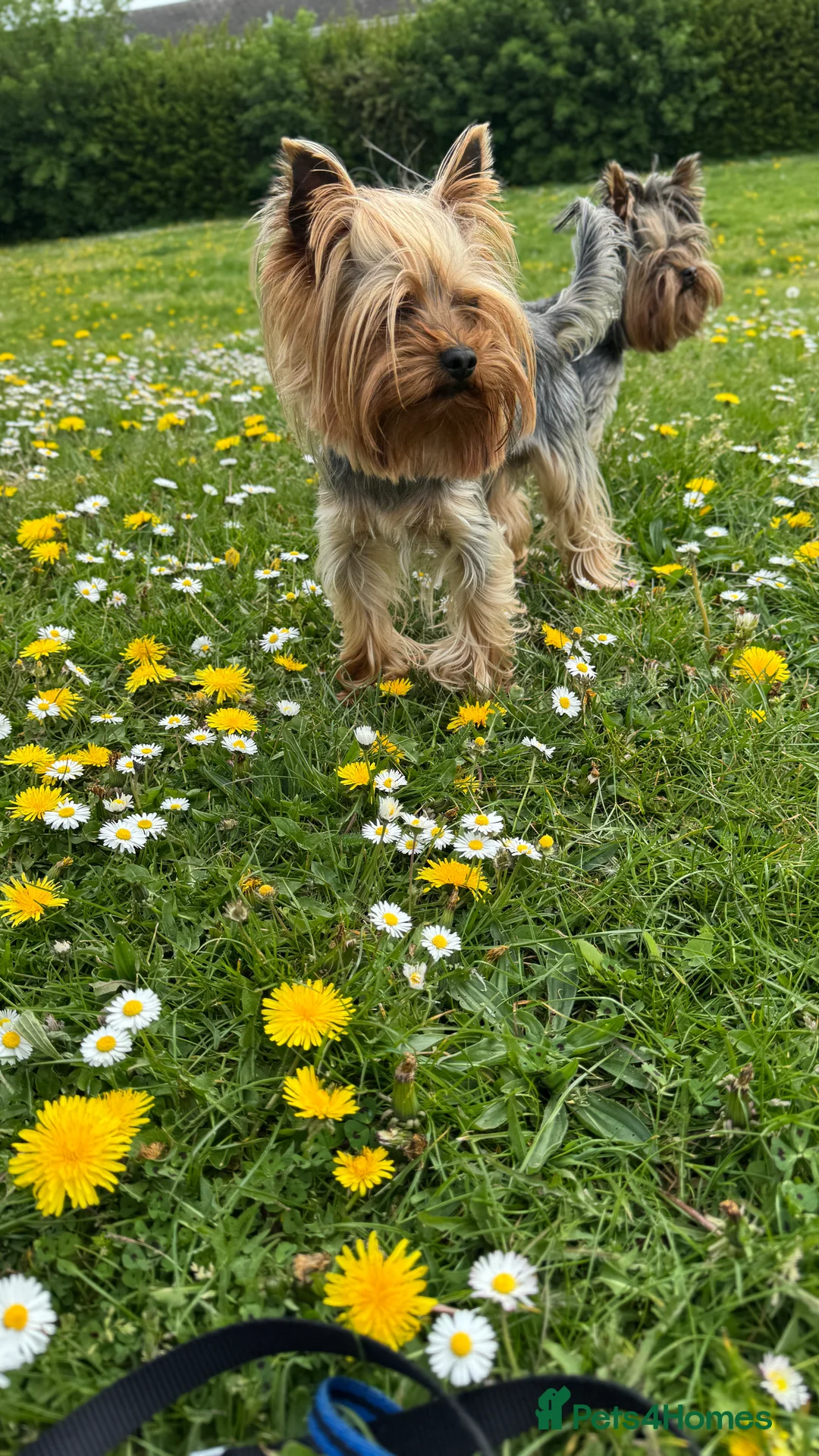 Yorkshire Terrier dogs for stud: Beautiful Yorkshire terrier  in Hornchurch - Advert 7