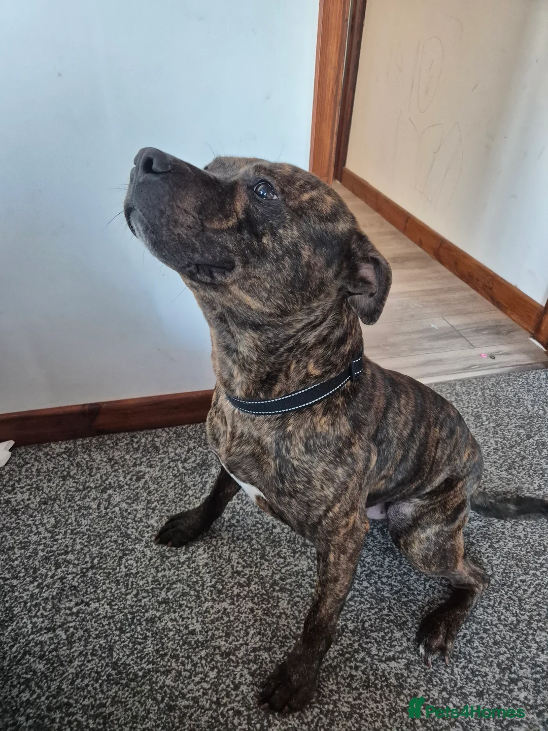 Staffordshire Bull Terrier dogs for sale: Beamish is looking for a loving, patient home  in Dudley - Advert 2