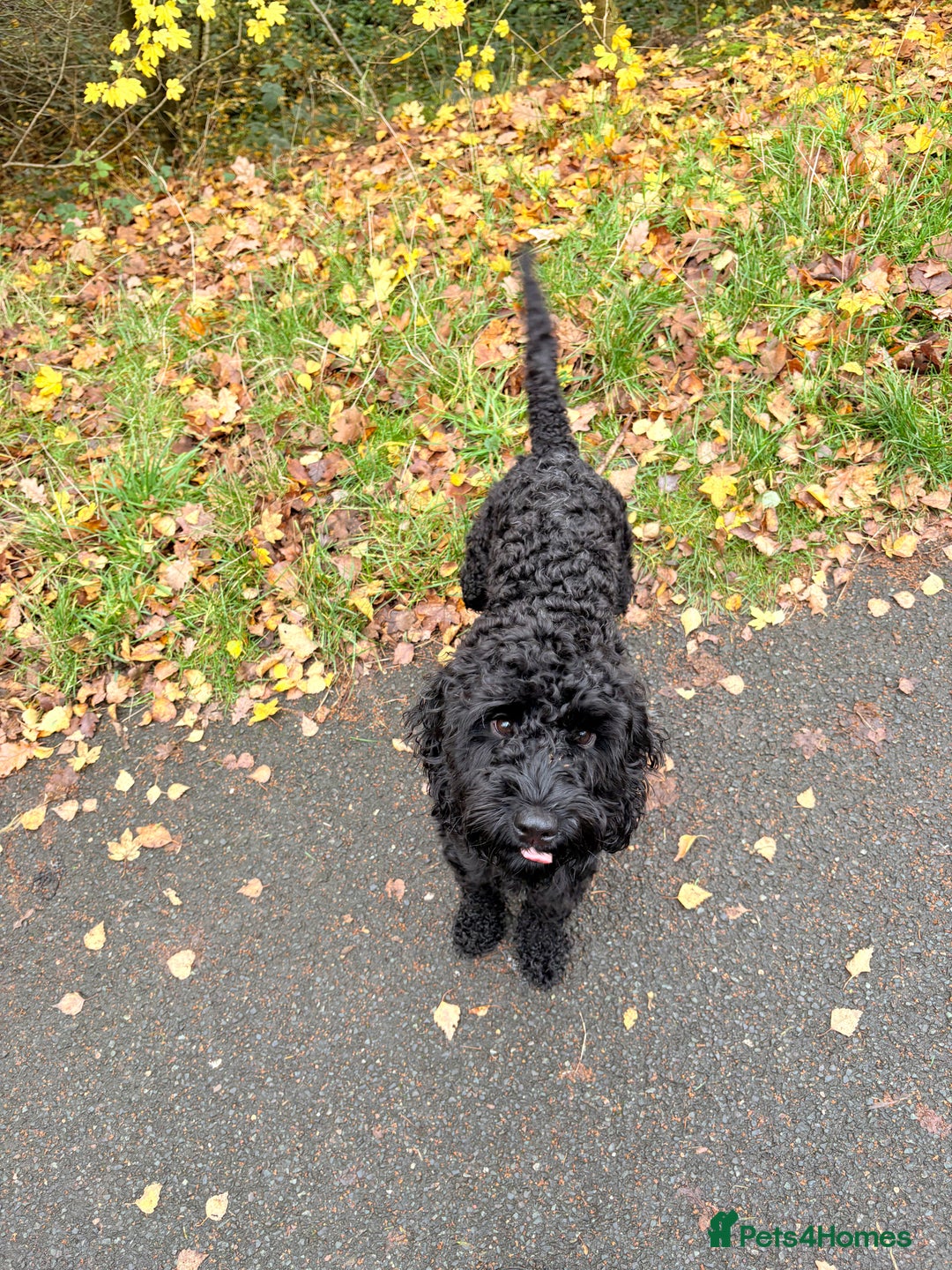 Cockapoo dogs for sale: 2 year old male cockapoo - Advert 3