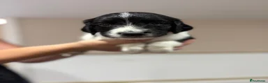 English Springer Spaniel 1